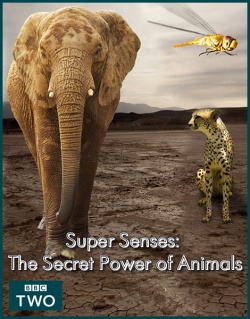 BBC.    / Super Senses: The Secret Power of Animals (2014) SATRip